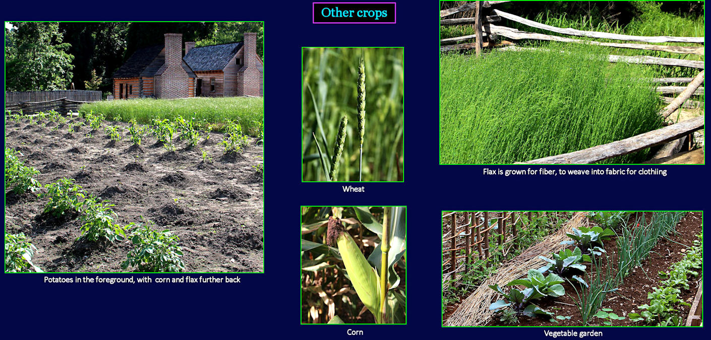 Garden Crops, 1700